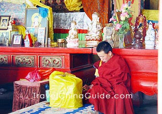 A lama in the temple